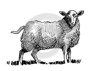 Standing sheep