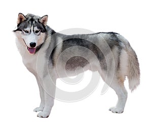 Standing Siberian Husky photo