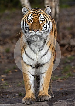 Standing Siberian tiger Panthera tigris altaica