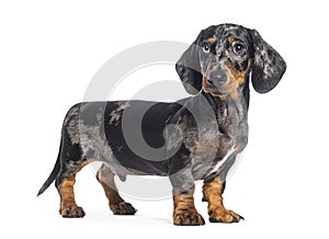 Standing, side view of a Puppy Merle dapple Dachshund odd-eyed, isolated on white