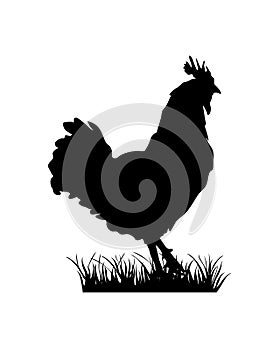 standing silhuette design vector rooster isolated