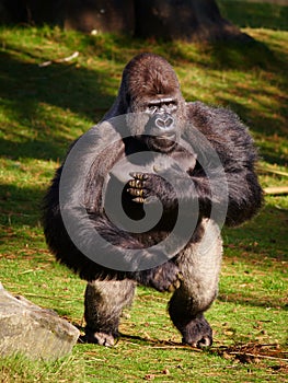 Standing Silverback Gorilla