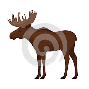 Standing single brown moose with big horns