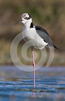 An standing south american stilt