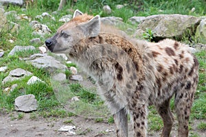 Standing spotted hyena (Crocuta crocuta)