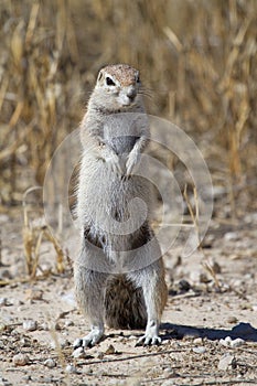 Standing squirrel