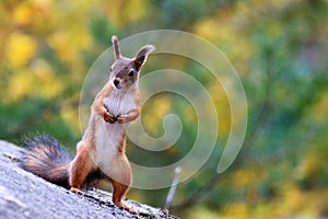 Standing squirrel