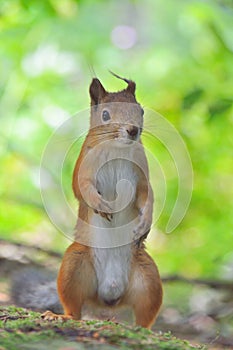 Standing squirrel