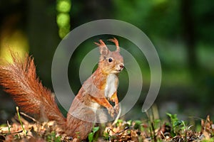 A standing squirrel in a forest