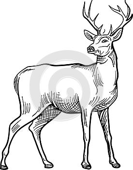 Standing stag line art image
