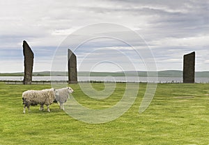 Standing Stones of Stenness, Orkney, with a pair of sheep photo