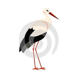 Standing stork bird with black and white feathering, long beak and legs isolated, wildlife animal bird cartoon vector