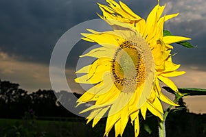 Standing sunflower against a dark sky