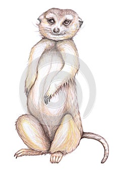 Standing suricate or merkaat  illustration
