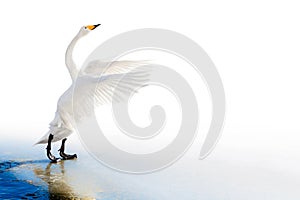 Standing swan on ice edge with spread wings