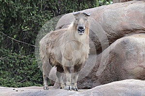 Standing takin