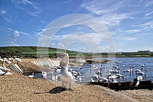 Standing Tall Amongst Many Swans