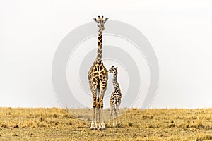 Standing Tall - Massai Giraffe Mother & newborn calf in grasslands of Massai Mara National Reserve, Kenya. photo