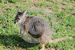 Standing tammar wallaby