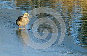 Standing on Thin Ice