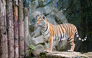 Standing Tiger