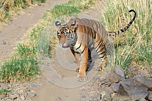 Standing tiger at a forest track in Indian wildlife.