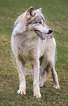Standing Timber Wolf