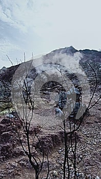 Standing tough between the rocks