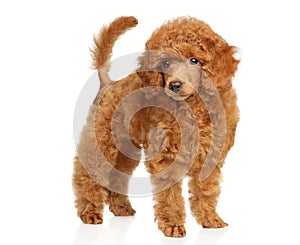 Standing toy poodle puppy portrait