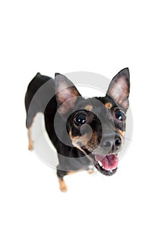 Standing toy terrier dog top view