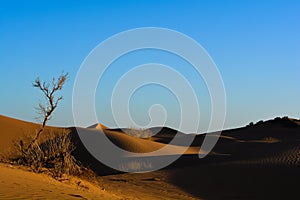 Desert during golden sunset light