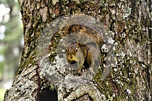 Standing in the tree a Sciuridae watching