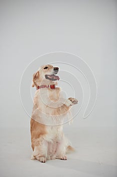 Standing on two legs. Golden retriever is in the studio against white background