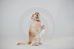 Standing on two legs. Golden retriever is in the studio against white background