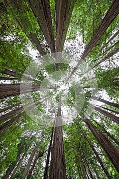 Standing under a canopy of trees in Muir Woods National Monument.