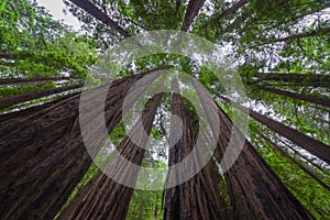 Standing under a canopy of trees in Muir Woods National Monument.