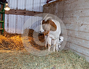 Standing under momma`s protective care