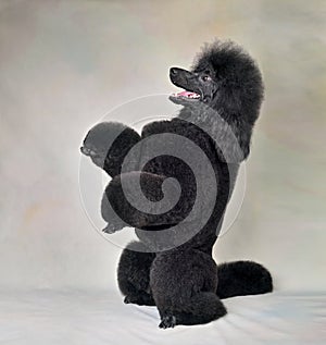 Standing up black poodle