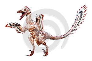Standing up Velociraptor mongoliensis isolated on white background. Theropod dinosaur with feathers from Cretaceous period
