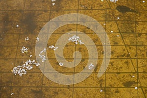 standing water in an abandoned swimming pool