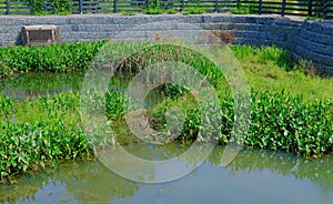 Standing Water in Detention Pond