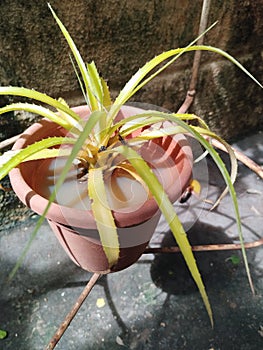 standing water in a plant pot proliferation of mosquitoes dengue disease epidemic maleita virus chicungunha zika virus