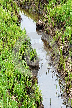 Standing Water in a Small Ditch or Puddle photo