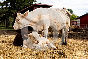 Standing white cow and two lying calfs, one white and one brown, at a farm environment at the Canadian Food and