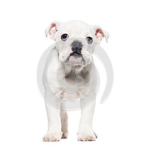 Standing White English bulldog Puppy looking away, ten weeks old, isolated on white