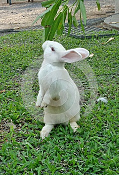 Standing white rabbit