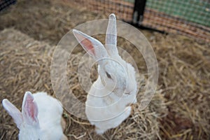 Standing white rabbit on hay to beg for food from tourist feeding