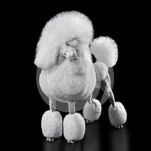 Standing white standard poodle