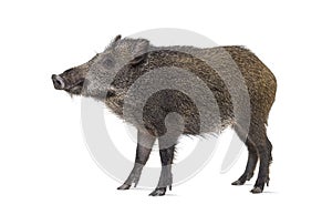 Standing Wild boar, isolated