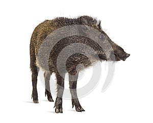 Standing Wild boar, isolated